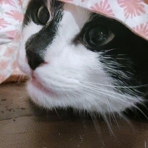 Meet your Posher, Ace